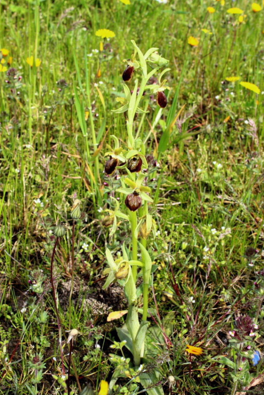 Ophrys da determinare ??